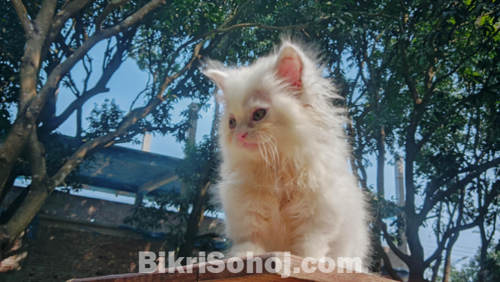 Persian Cat for Sale, Male, 2 Months Old, Purebred